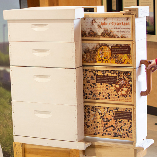 bee hive exhibit